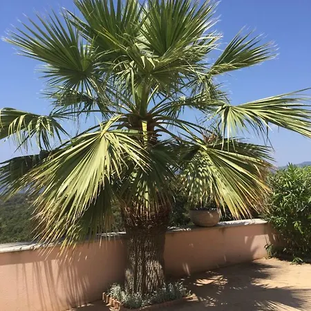 Acquella فيلة